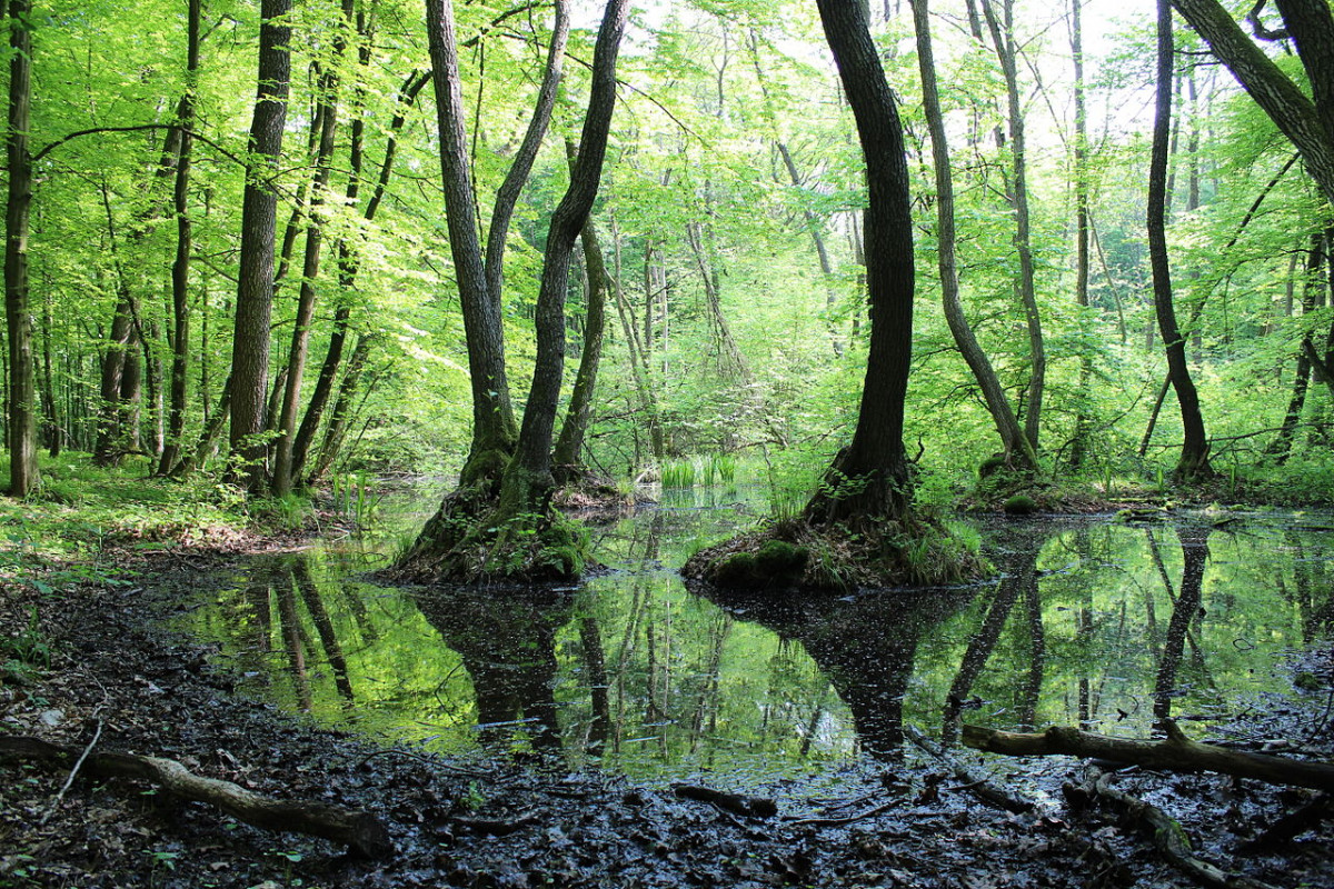 Dąb_Dominik_Trail_(07)