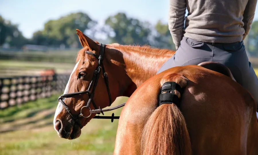 Koń sportowy z zamontowanym na ogonie czujnikiem biometrycznym Garmin Blaze do monitorowania tętna i temperatury, z jeźdźcem na grzbiecie na torze wyścigowym.
